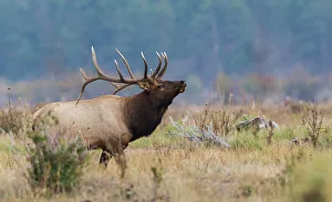 Images Dated 23rd November 2021: Rocky Mountain bull elk