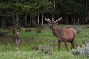 Velvet Prints: Rocky Mountain bull elk