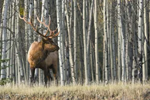 Rocky Mountain Bull Elk, Aspen Forest