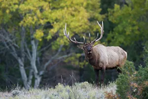 Bugling Prints: Rocky Mountain bull elk, aspen tree