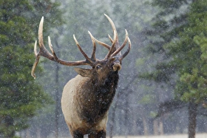 Rocky Mountain Bull Elk, autumn snow
