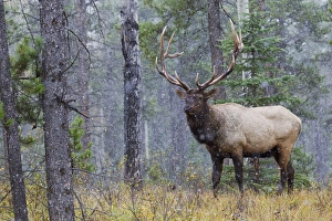 Images Dated 2nd October 2012: Rocky Mountain Bull Elk, autumn snow