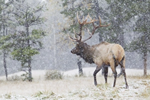 Images Dated 2nd October 2012: Rocky Mountain Bull Elk, autumn snow