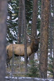 Images Dated 7th October 2009: Rocky Mountain Bull Elk, autumn snow