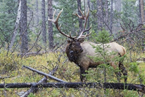 Images Dated 2nd October 2012: Rocky Mountain Bull Elk, autumn snow