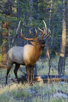 Rocky Mountain bull elk bugling