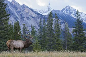 Images Dated 2018 August: Rocky Mountain bull elk bugling