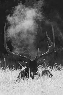 Rocky Mountain Bull Elk, bugling after effects Rocky Mountain Bull Elk, bugling after effects
