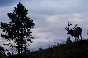 Images Dated 7th October 2012: Rocky Mountain Bull Elk at Dusk