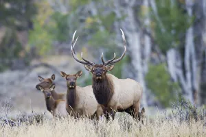Images Dated 25th August 2019: Rocky Mountain Bull Elk with Harem of Cows