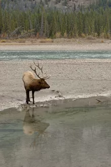 Rocky Mountain Bull Elk Reflecting