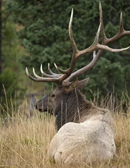 Mammals Prints: Rocky mountain bull elk resting, Cervus elaphus, Yellowstone National Park, WY, wild