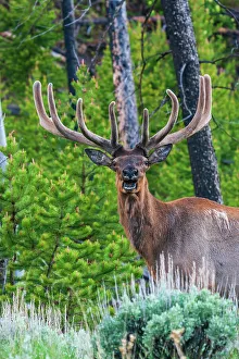 Rocky Mountain bull elk, Spring time in the Rockies, Wyoming, USA