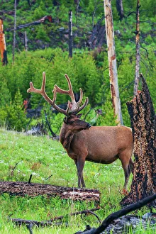 Velvet Prints: Rocky Mountain bull elk, Spring time in the Rockies, Wyoming, USA