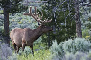 Velvet Prints: Rocky Mountain Bull Elk, Spring Velvet Antlers