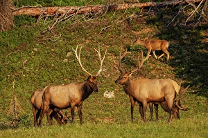 Velvet Prints: Rocky Mountain bull elk, summertime in the Rockies, Colorado High Country, USA