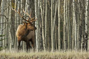 Images Dated 7th January 2021: Rocky Mountain bull elk, thick aspens