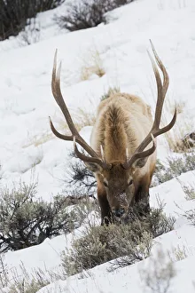 Survival Prints: Rocky Mountain bull elk, winter survival