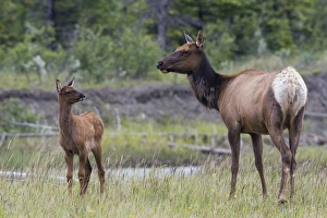 Images Dated 26th June 2005: Rocky Mountain Cow Elk with Calf