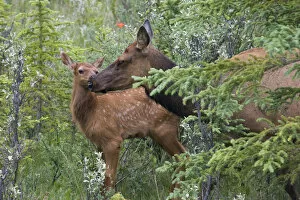 Images Dated 23rd June 2005: Rocky Mountain Cow Elk with Calf