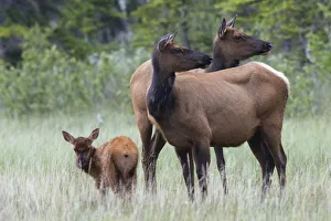 Baby Prints: Rocky Mountain Cow Elk with Calf