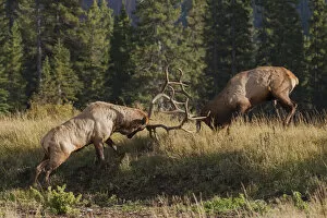 Animals Collection: Rocky Mountain elk bull fighting