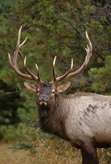 Rocky Mountain elk (Cervus canadensis nelsonii) bull in fall rainstorm Rocky Mountain elk (Cervus canadensis nelsonii) bull in fall rainstorm