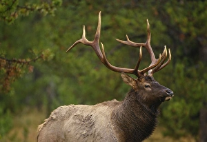 Rocky Mountain elk (Cervus canadensis nelsonii) bull in fall rainstorm, Yellowstone National Park
