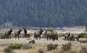 Ken Archer Prints: Rocky Mountain elk herd