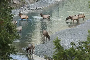 Rocky Mountain Elk Herd Crossing Mountain Stream