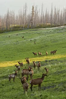 Images Dated 26th June 2006: Rocky Mountain elk herd, Spring sunrise