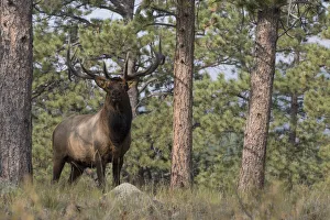 Ponderosa Prints: Rocky Mountain Elk, Ponderosa Pine Forest