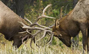 Sparring Prints: Rocky Mountain Elk, sparring bulls