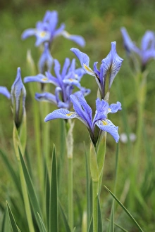 Images Dated 5th June 2015: Rocky mountain iris, Iris missouriensis, Valle Vidal, Lookout Canyon, Carson NF