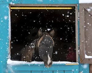 Prints of Rocky mountain looking out of stall during snow storm, New Mexico Images Dated 2020 March: Rocky mountain looking out of stall during snow storm, New Mexico