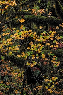 Prints of Rocky Mountain maple in autumn with mossy trees in the Clatsop State Forest, Oregon, USA Images Dated 2024 April: Rocky Mountain maple in autumn with mossy trees in the Clatsop State Forest, Oregon, USA