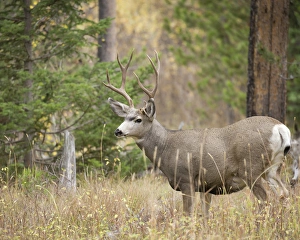 Ungulate Prints: Rocky mountain mule deer buck, Odocoileus hemionus