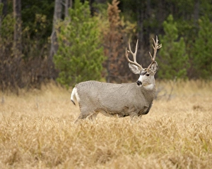 Rocky mountain mule deer buck on a rainy fall day, Odocoileus hemionus, Signal Mountain Rocky mountain mule deer buck on a rainy fall day, Odocoileus hemionus, Signal Mountain