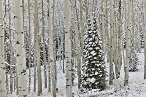 Images Dated 7th October 2016: Rocky Mountains aspen grove autumn snows Keebler Pass Colorado