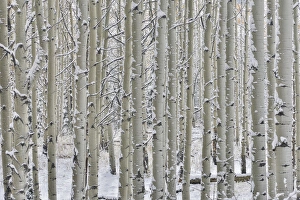 Colorado Prints: Rocky Mountains aspen grove autumn snows Keebler Pass Colorado