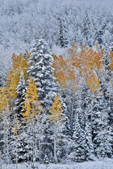 Rocky Mountains Colorado Fall Colors of Aspens and fresh snow Keebler Pass