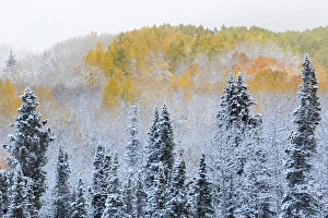 Rocky Mountains Colorado Fall Colors of Aspens and fresh snow Keebler Pass