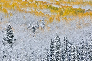 Images Dated 7th October 2016: Rocky Mountains Colorado Fall Colors of Aspens and fresh snow Keebler Pass