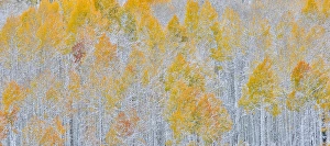 Images Dated 7th October 2016: Rocky Mountains Colorado Fall Colors of Aspens and fresh snow Keebler Pass