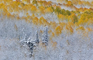 Images Dated 7th October 2016: Rocky Mountains Colorado Fall Colors of Aspens and fresh snow Keebler Pass
