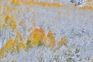 Rocky Mountains Colorado Fall Colors of Aspens and fresh snow Keebler Pass