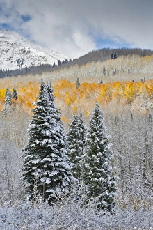 Images Dated 7th October 2016: Rocky Mountains Colorado Fall Colors of Aspens and fresh snow Keebler Pass