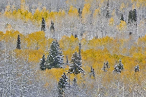 Rocky Mountains Colorado Fall Colors of Aspens and fresh snow Keebler Pass
