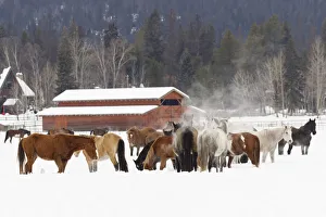 Images Dated 4th July 2019: Rodeo horses running during winter roundup, Kalispell, Montana