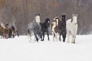 Images Dated 4th July 2019: Rodeo horses running during winter roundup, Kalispell, Montana
